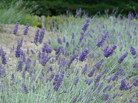 22arakogawa-lavender06s.jpg^rq̃x_[
