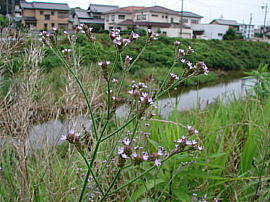 asakuragawa-arechihanagasa08s.jpg^A`niKT