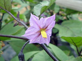 花の部屋 野菜の花 ナス科 トマト ナス ピーマン ジャガイモ