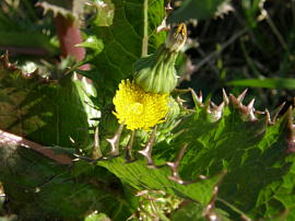 oninogeshi241102hirano04s.jpg^Ί쒬̃IjmMN