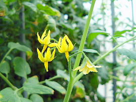 花の部屋 野菜の花 ナス科 トマト ナス ピーマン ジャガイモ