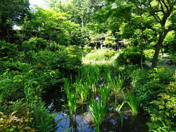 無量寿寺のカキツバタ庭園／2805-03yatsuhashi14s.jpg
